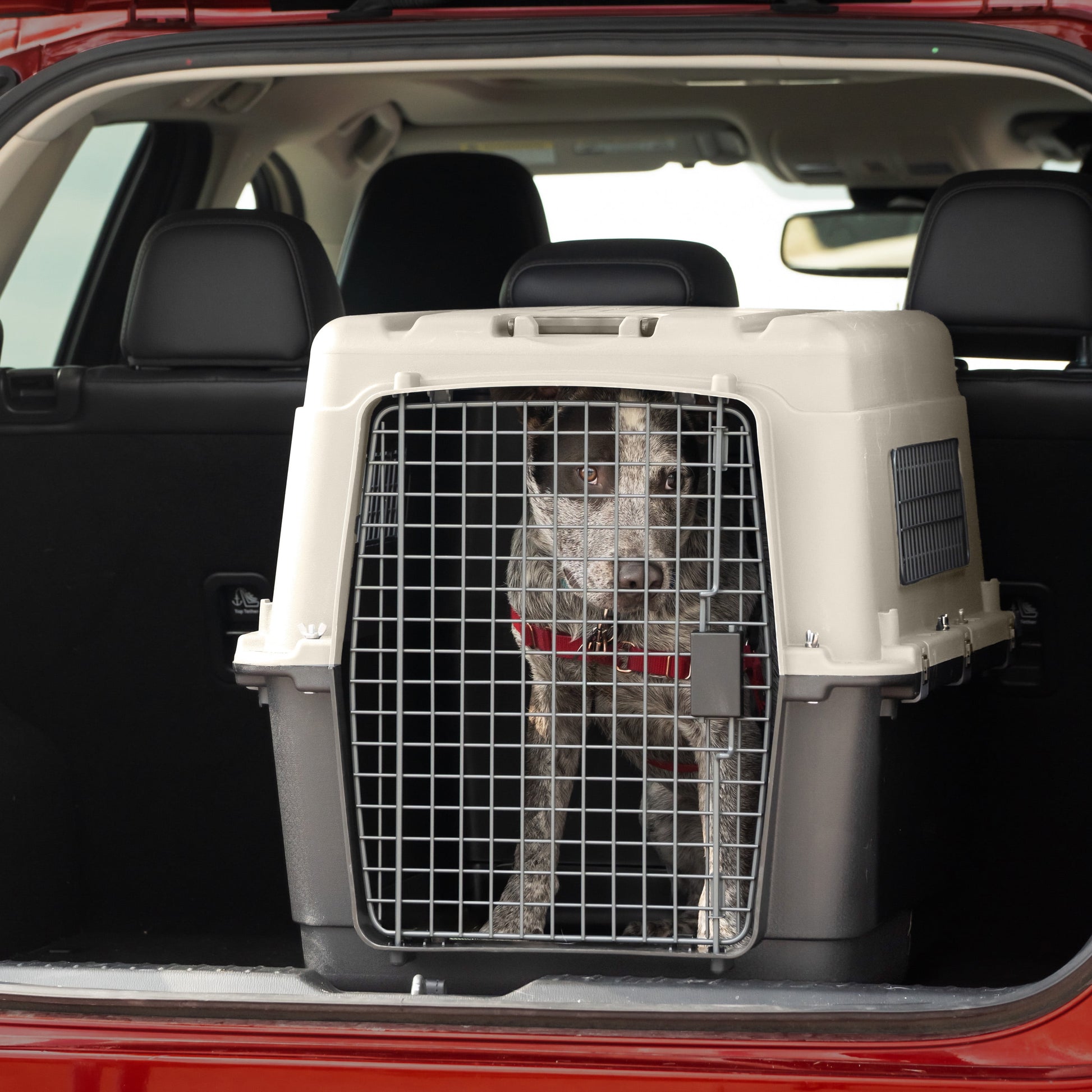 Airline Approved Plastic Dog Kennel with Wheels, Large